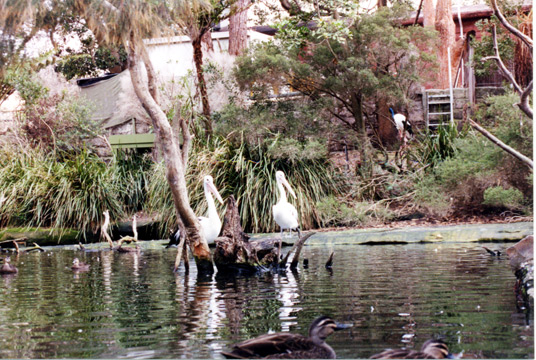 107-pelicanslarge