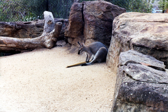 109-kangaroolarge