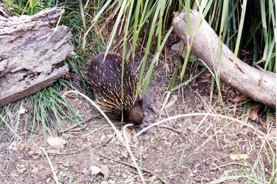112-echidnalarge
