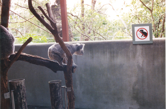114-koalalarge
