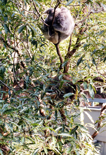 116-koalaintreelarge