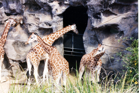 117-giraffeslarge