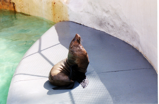 118-sealionlarge