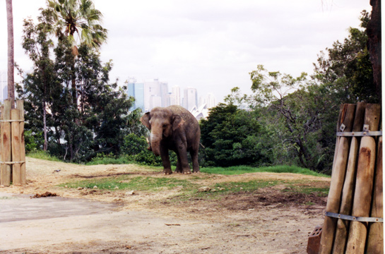 119-elephantlarge