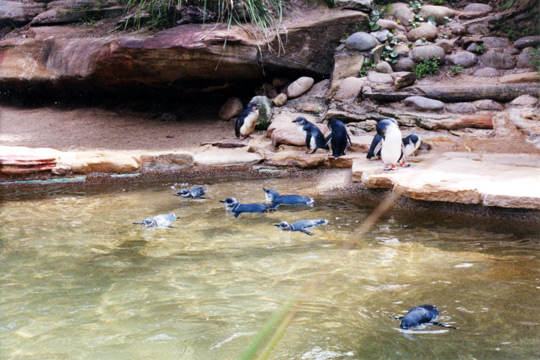 120-penguinslarge