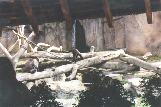122-gorillaslarge