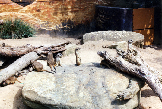 124-meerkatslarge