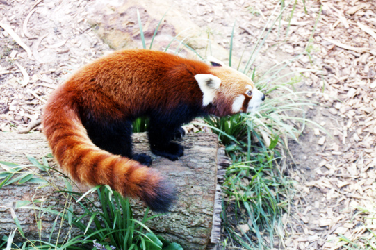125-redpandalarge