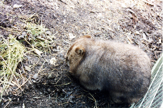 140-wombatlarge