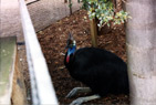 149-southerncassowary
