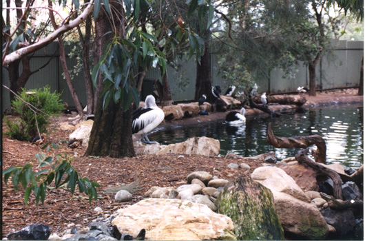151-birdslarge