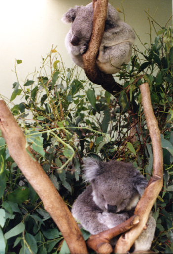 153-koalas-large