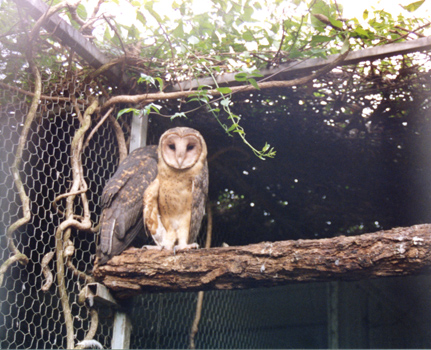 161-owlslarge