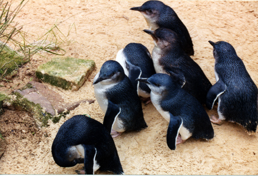 167-penguinslarge