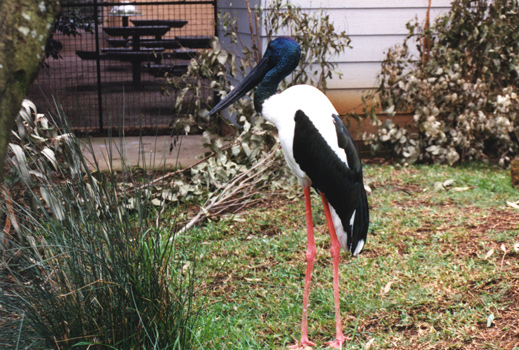 168-egretlarge