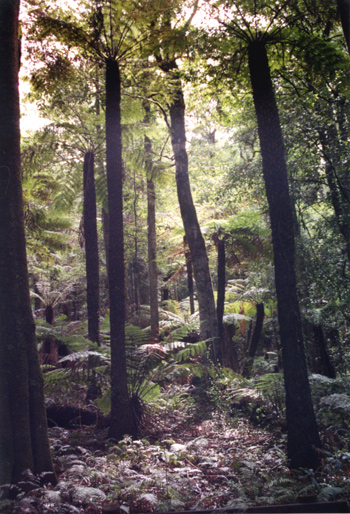 187-fernslarge