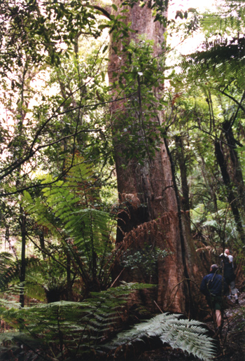188-eucalyptuslarge